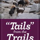 Image of “Tails” from the Trails